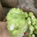 鲜榨菜大量上市中支持各种包装电商货市场货工厂货