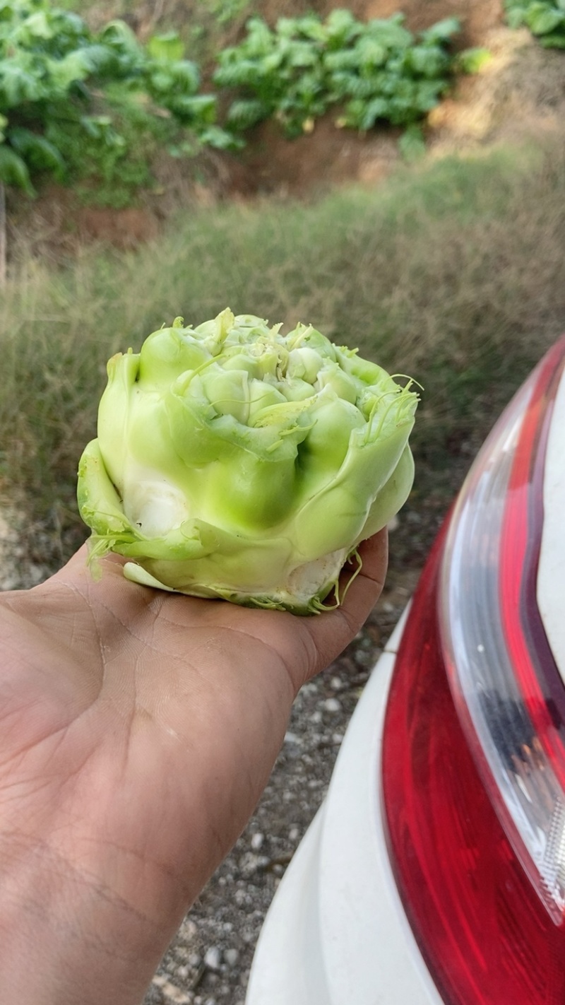 鲜榨菜大量上市中支持各种包装电商货市场货工厂货
