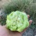 鲜榨菜大量上市中支持各种包装电商货市场货工厂货