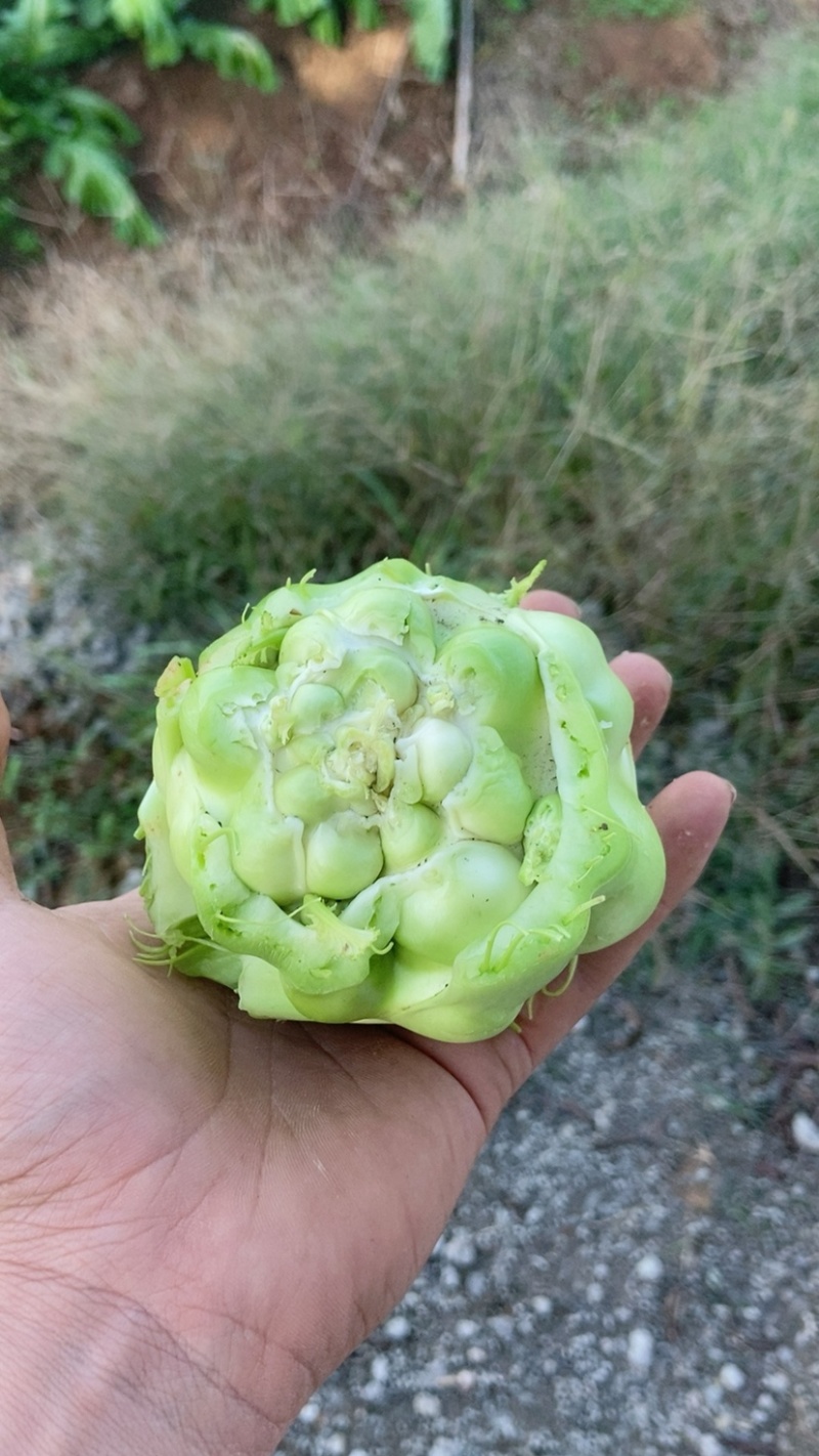鲜榨菜大量上市中支持各种包装电商货市场货工厂货