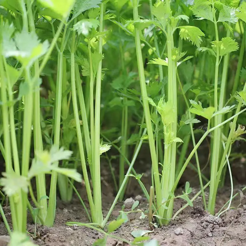 江苏芹菜淮安香芹产地直发大量供应对接商超市场社区团购等