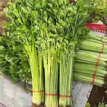 精品芹菜小香芹大量供应中产地直发品质保障代发全国