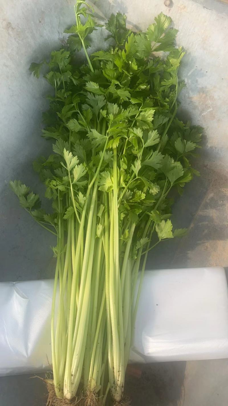 精品芹菜小香芹大量供应中产地直发品质保障代发全国