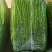 精品芹菜小香芹大量供应中产地直发品质保障代发全国