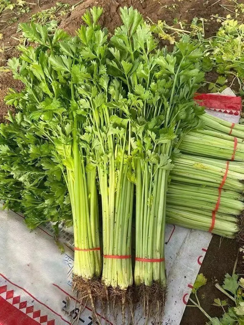精品芹菜小香芹大量供应中产地直发品质保障代发全国