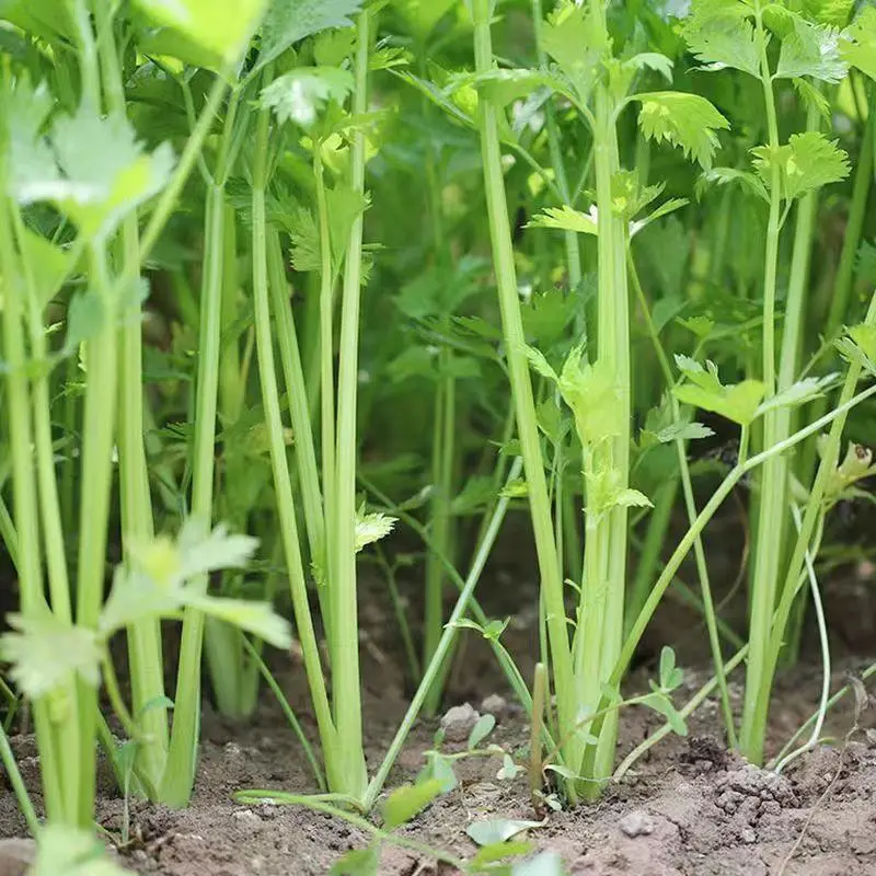精品芹菜小香芹大量供应中产地直发品质保障代发全国