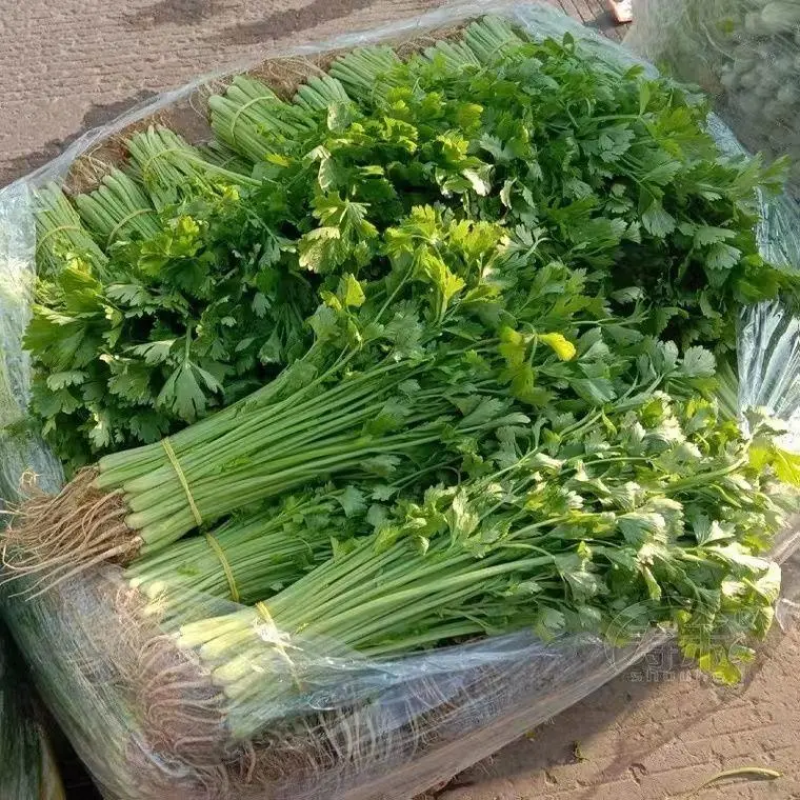 精品芹菜香芹大量上市万亩基地直发可视频看货量大优惠