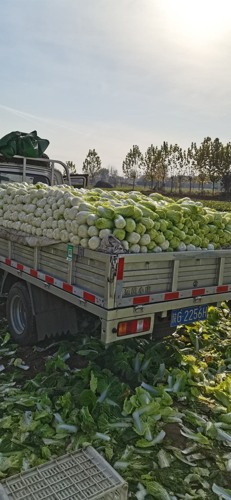 自产自销大小娃娃菜大量有货………