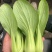 精品油菜上海青江苏上海青大量供应中新鲜采摘保质保量