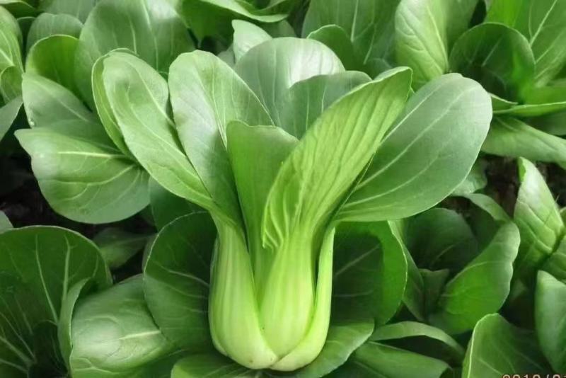 精品油菜上海青江苏上海青大量供应中新鲜采摘保质保量