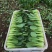 精品油菜上海青江苏上海青大量供应中新鲜采摘保质保量