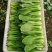 精品油菜上海青江苏上海青大量供应中新鲜采摘保质保量