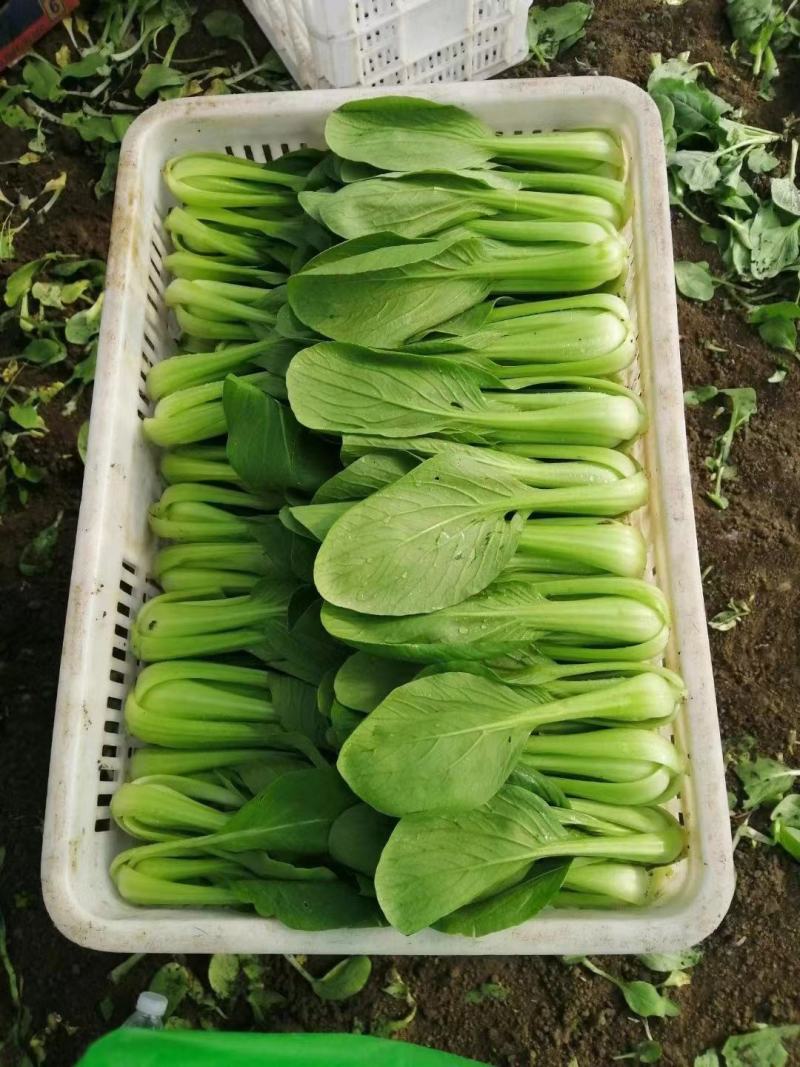 精品油菜上海青江苏上海青大量供应中新鲜采摘保质保量