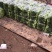 精品油菜上海青江苏上海青大量供应中新鲜采摘保质保量