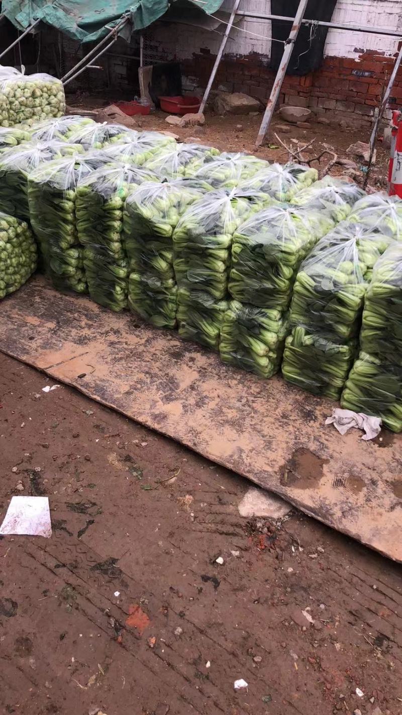 精品油菜上海青江苏上海青大量供应中新鲜采摘保质保量
