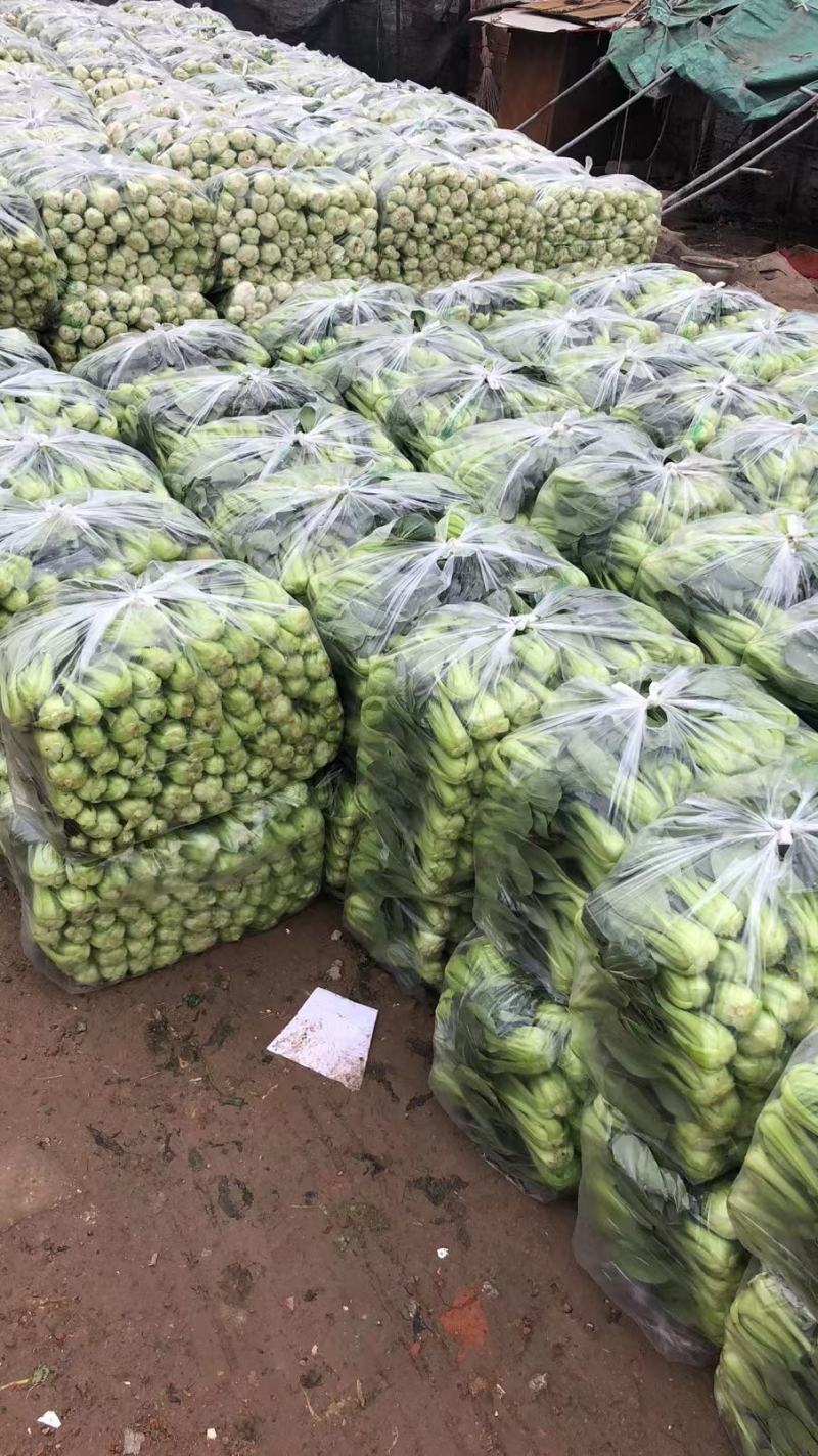 精品油菜上海青江苏上海青大量供应中新鲜采摘保质保量