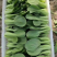 精品油菜上海青江苏上海青大量供应中新鲜采摘保质保量