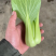 精品油菜上海青江苏上海青大量供应中新鲜采摘保质保量