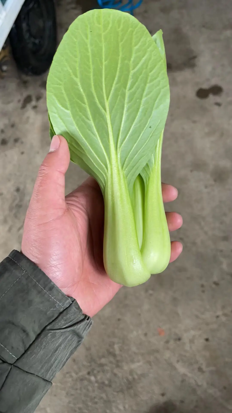 精品油菜上海青江苏上海青大量供应中新鲜采摘保质保量