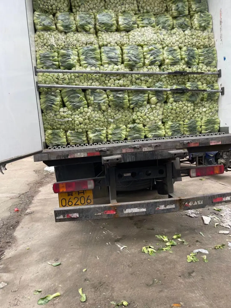精品油菜上海青江苏上海青大量供应中新鲜采摘保质保量
