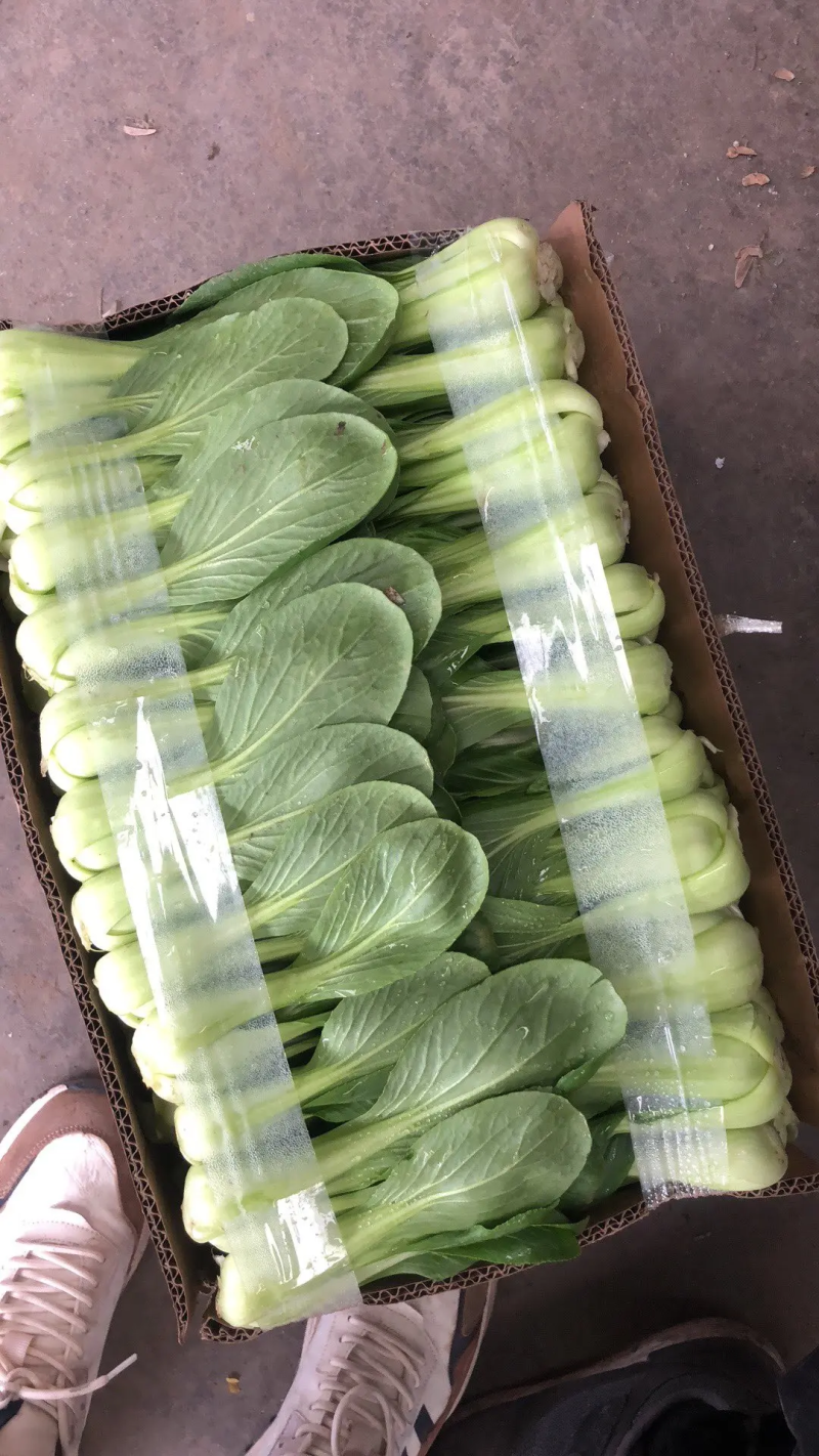精品油菜上海青江苏上海青大量供应中新鲜采摘保质保量