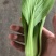 精品油菜上海青大量上市新鲜脆嫩对接商超市场等量大优惠