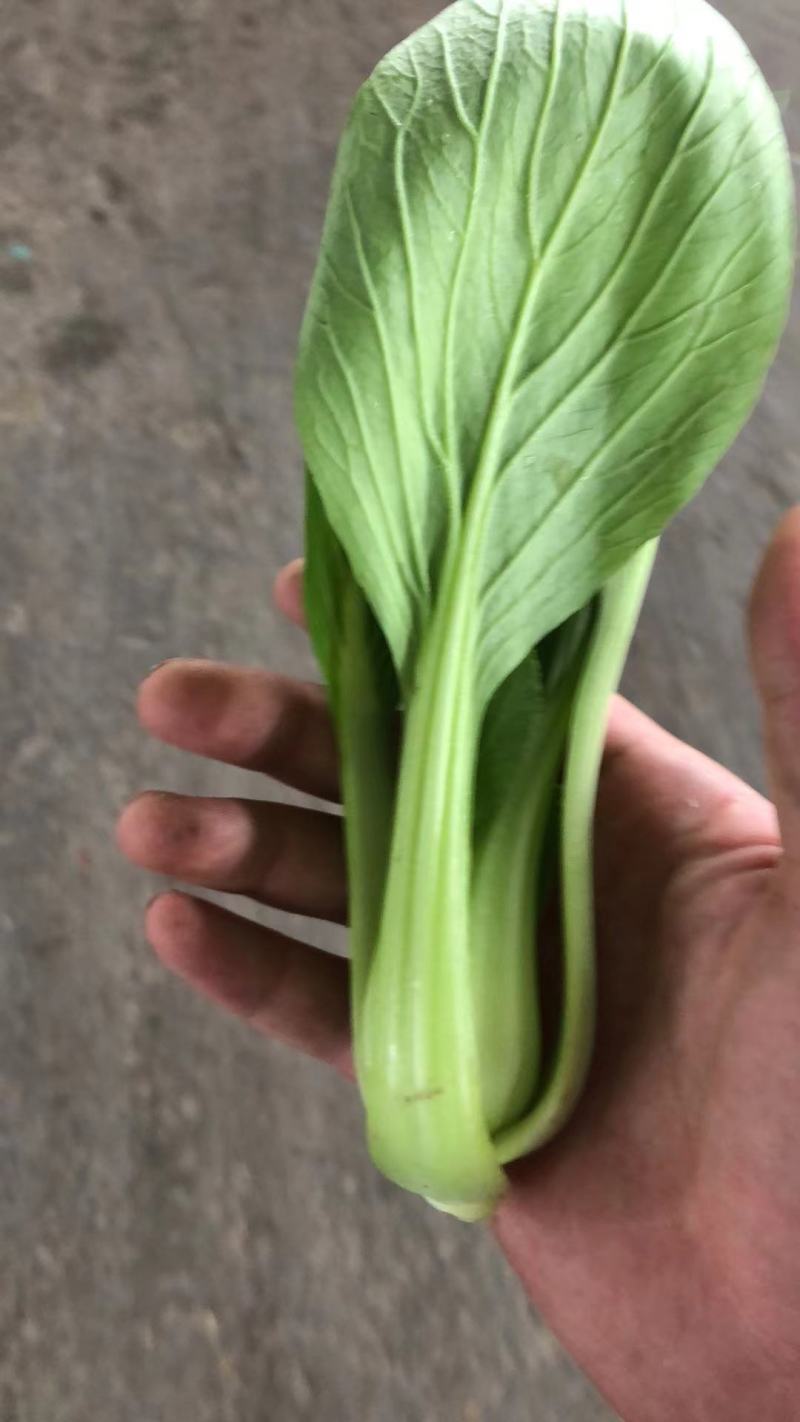 精品油菜上海青大量上市新鲜脆嫩对接商超市场等量大优惠