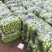 精品油菜上海青大量上市新鲜脆嫩对接商超市场等量大优惠