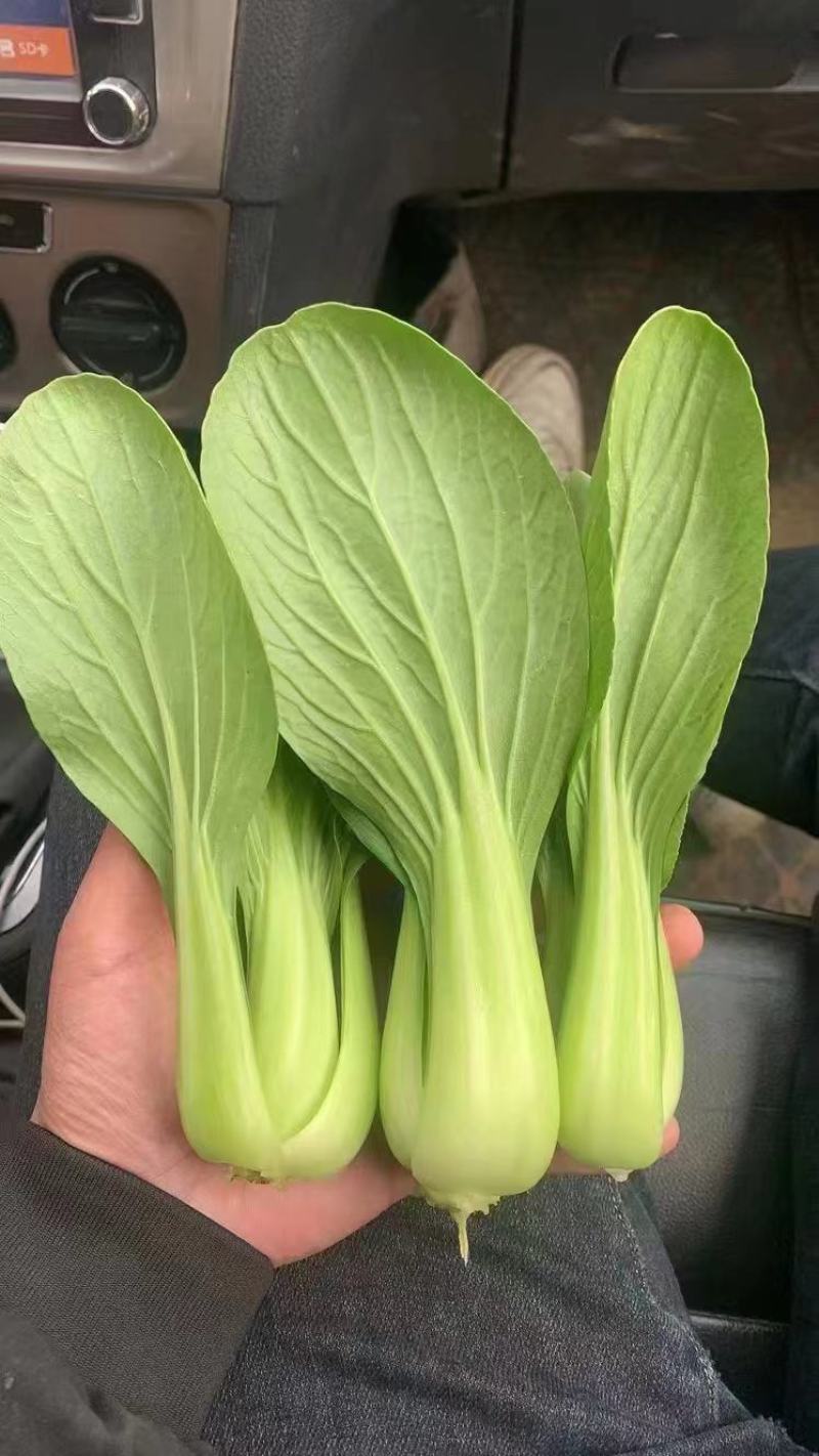 精品油菜上海青大量上市新鲜脆嫩对接商超市场等量大优惠