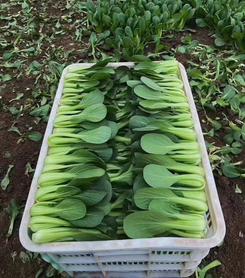 精品油菜上海青大量上市新鲜脆嫩对接商超市场等量大优惠