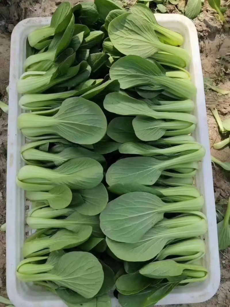 精品油菜上海青大量上市新鲜脆嫩对接商超市场等量大优惠