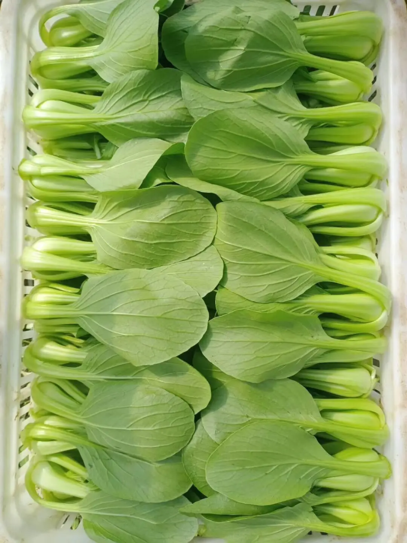 精品油菜上海青大量上市新鲜脆嫩对接商超市场等量大优惠