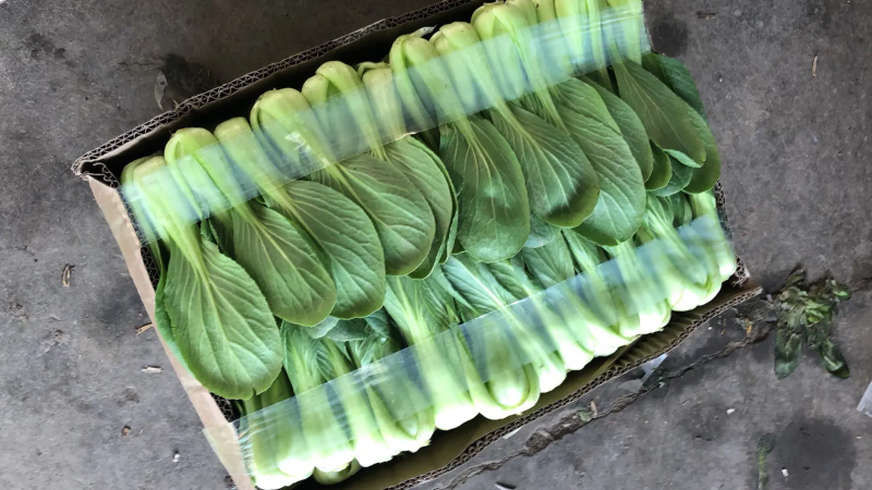 精品油菜上海青大量上市新鲜脆嫩对接商超市场等量大优惠