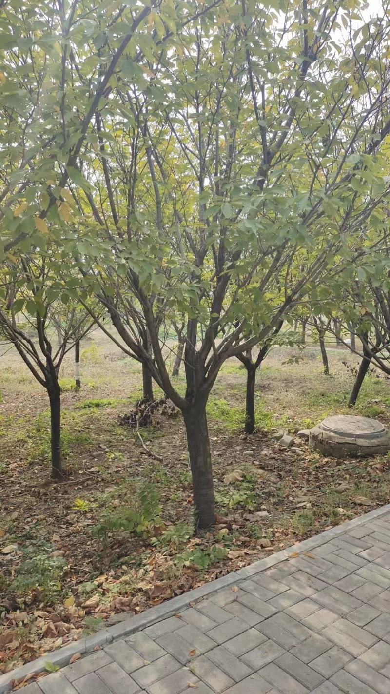 樱花树绿化树万亩绿化苗基地价格便宜对接各种工程基地