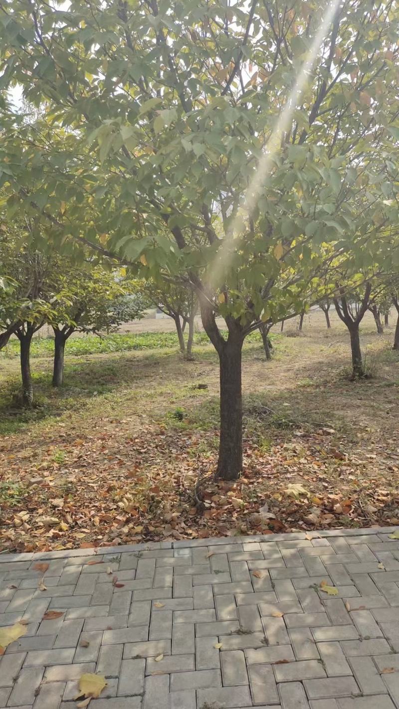 樱花树绿化树万亩绿化苗基地价格便宜对接各种工程基地