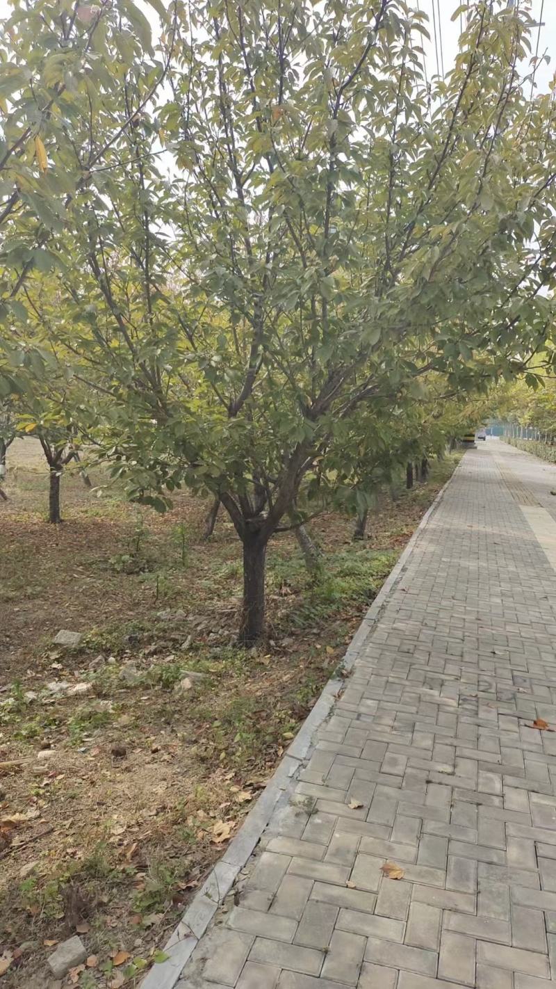 樱花树绿化树万亩绿化苗基地价格便宜对接各种工程基地
