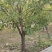 樱花树绿化树万亩绿化苗基地价格便宜对接各种工程基地