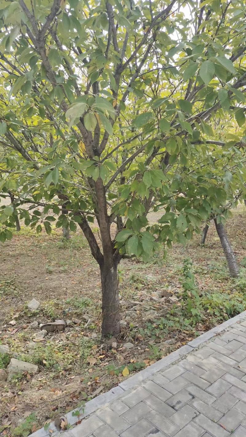 樱花树绿化树万亩绿化苗基地价格便宜对接各种工程基地