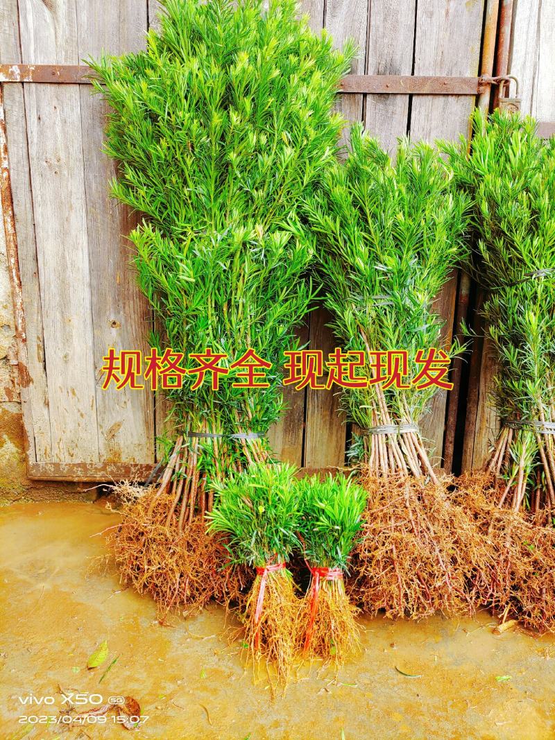 罗汉松树苗罗汉松小苗罗汉松树苗批发，占地罗汉松树苗