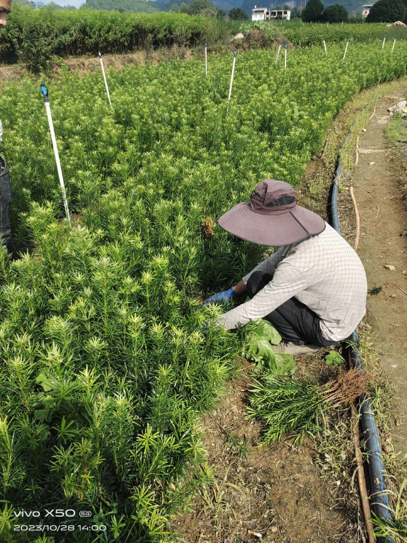 罗汉松树苗罗汉松小苗罗汉松树苗批发，占地罗汉松树苗