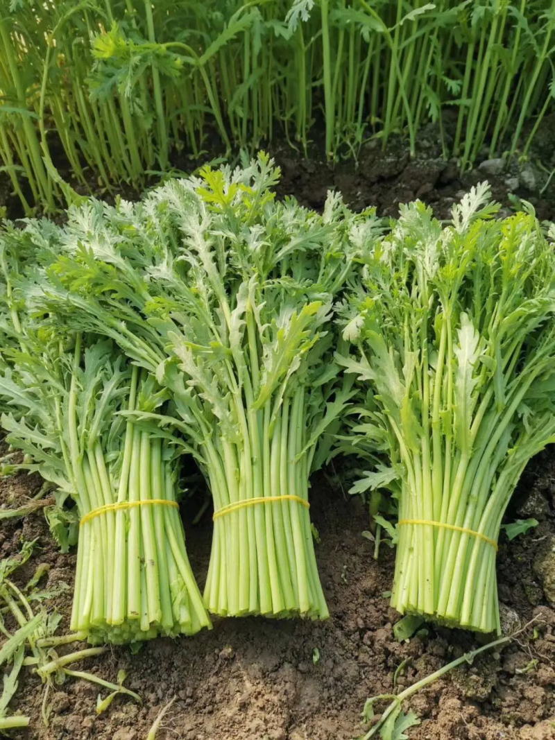 茼蒿小叶茼蒿江苏淮安茼蒿产地直发货源充足品质保障