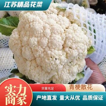精品白面青梗松花菜，产地发货量大从优，欢迎选购。