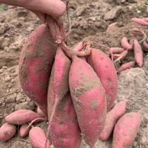 广东省湛江红薯西瓜红紫薯品种规格齐全大量有货欢迎电联