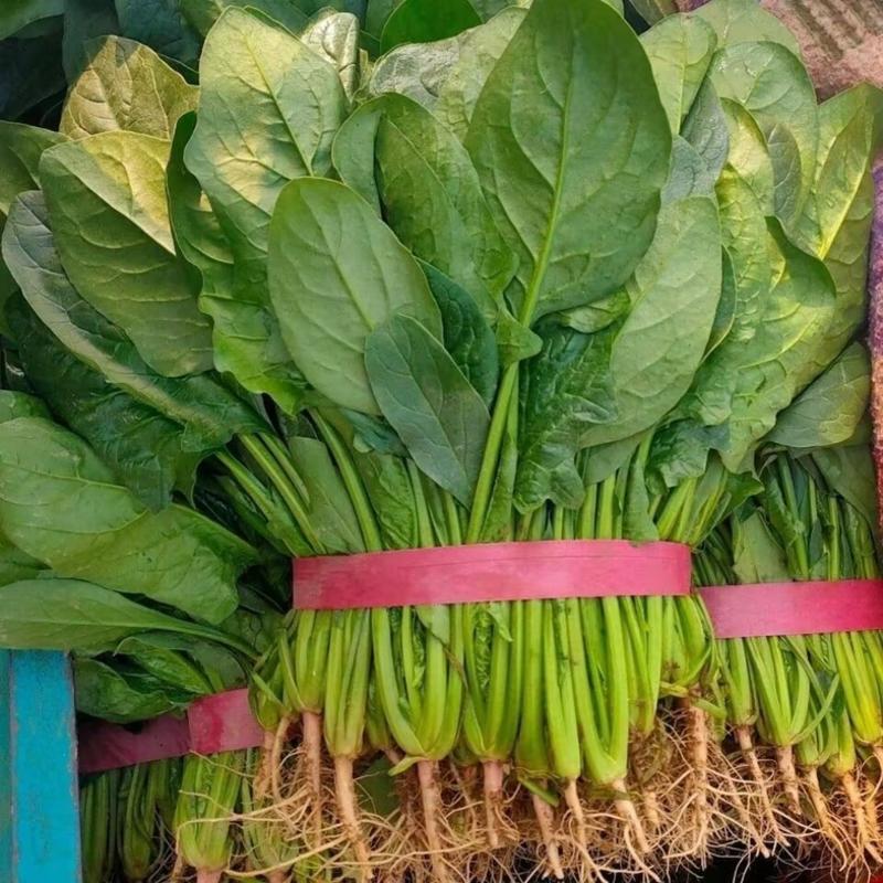1优质新鲜大叶菠菜三排产地一手货源保质保量价格可谈