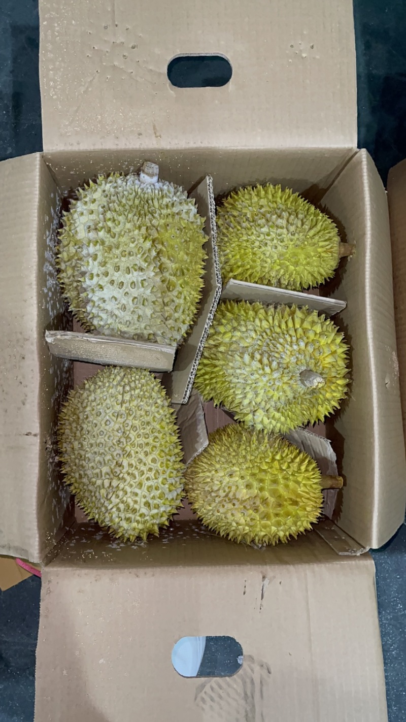 液氮金枕榴莲金枕巴掌电商供货液氮青尼液氮托曼尼都有现货