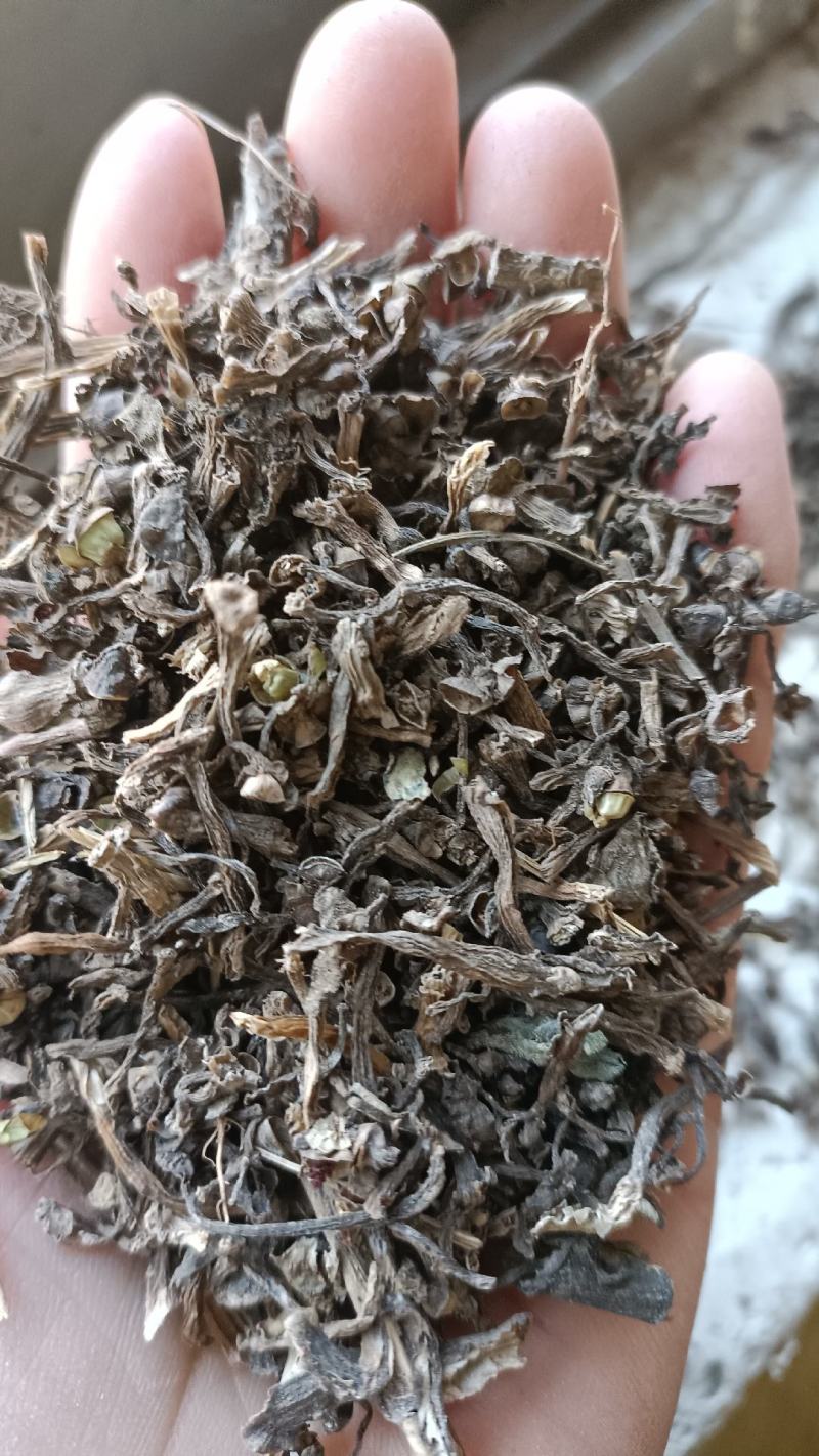 无硫生晒马齿笕，过筛无杂质，量大从优，欢迎选购
