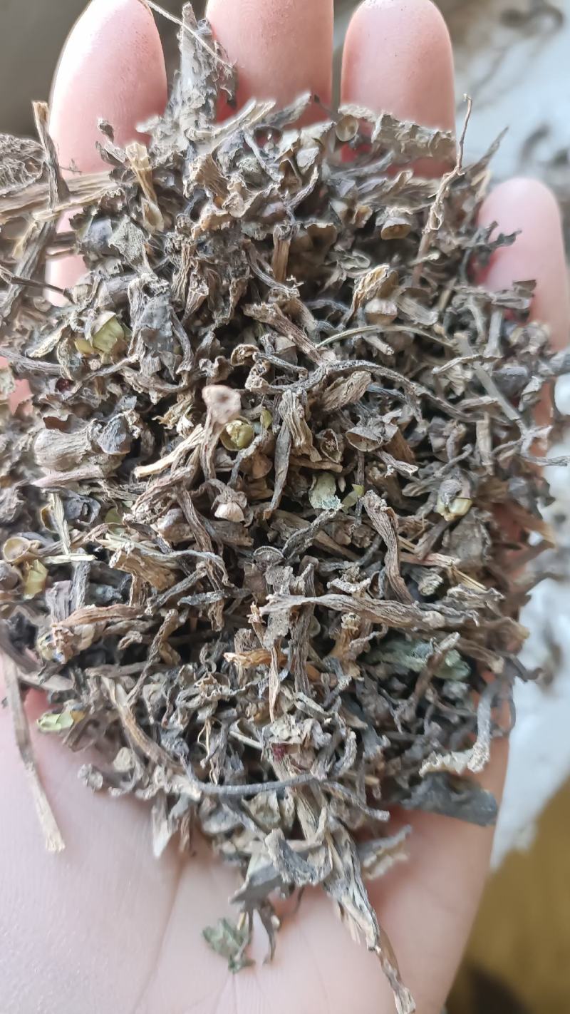 无硫生晒马齿笕，过筛无杂质，量大从优，欢迎选购