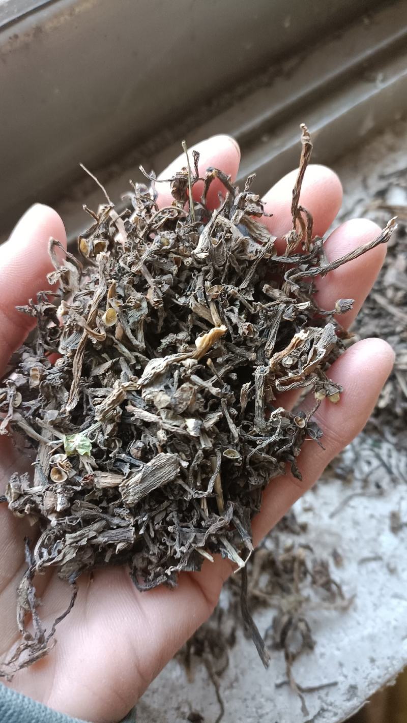 无硫生晒马齿笕，过筛无杂质，量大从优，欢迎选购