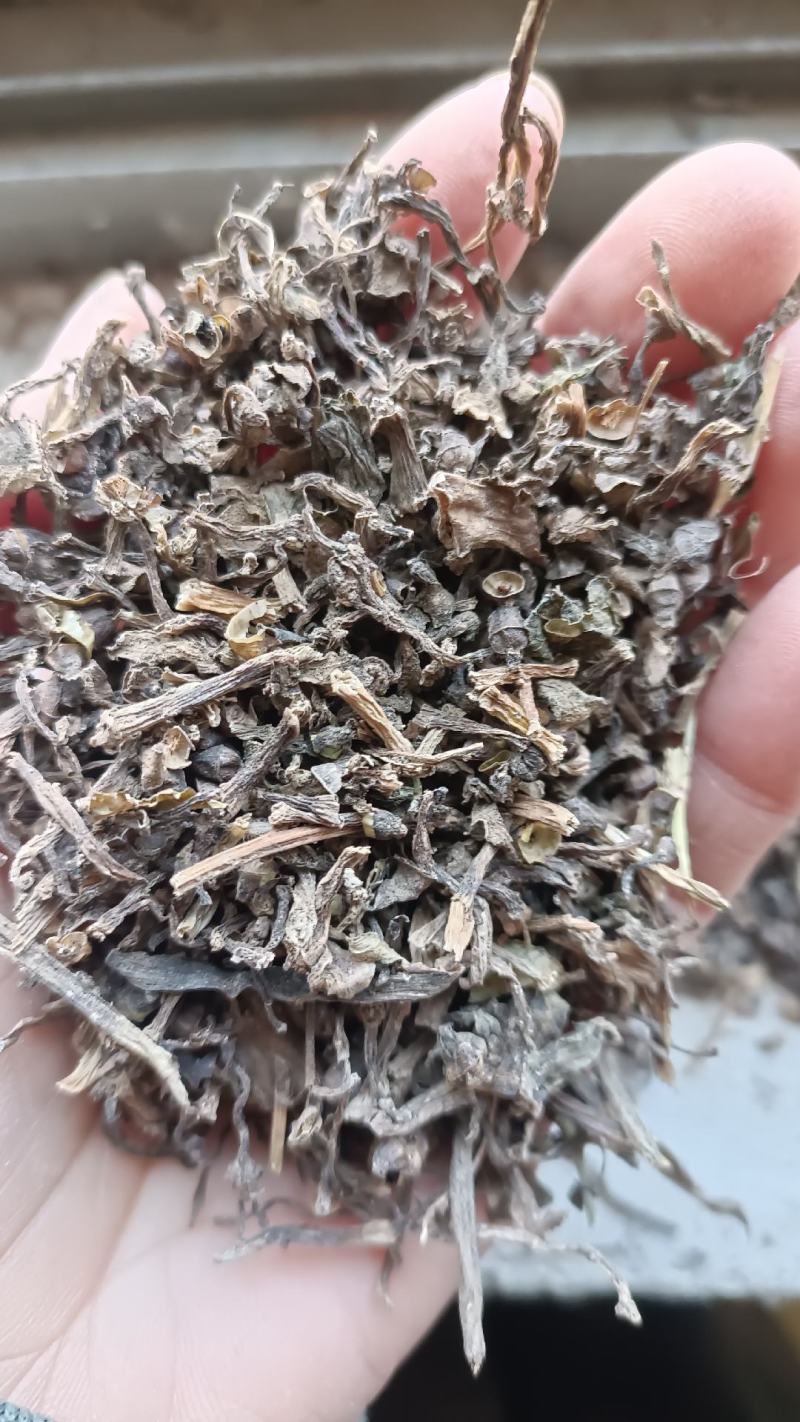 无硫生晒马齿笕，过筛无杂质，量大从优，欢迎选购