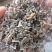 无硫生晒马齿笕，过筛无杂质，量大从优，欢迎选购